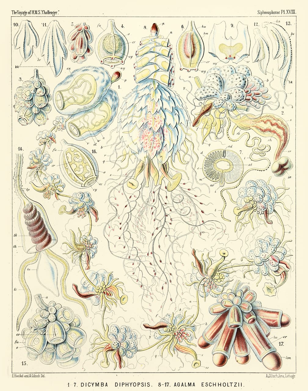 Art Forms from the Abyss: Ernst Haeckel's Images From The HMS Challenger Expedition