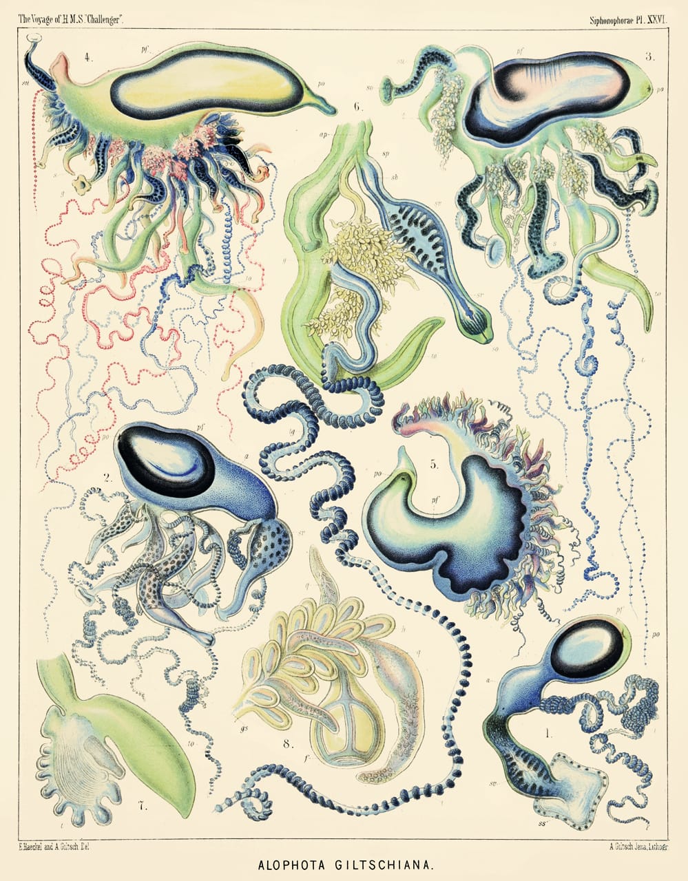 Art Forms from the Abyss: Ernst Haeckel's Images From The HMS Challenger Expedition