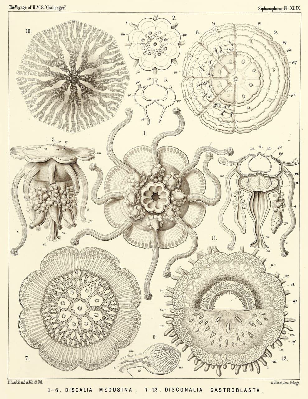 Art Forms from the Abyss: Ernst Haeckel's Images From The HMS Challenger Expedition