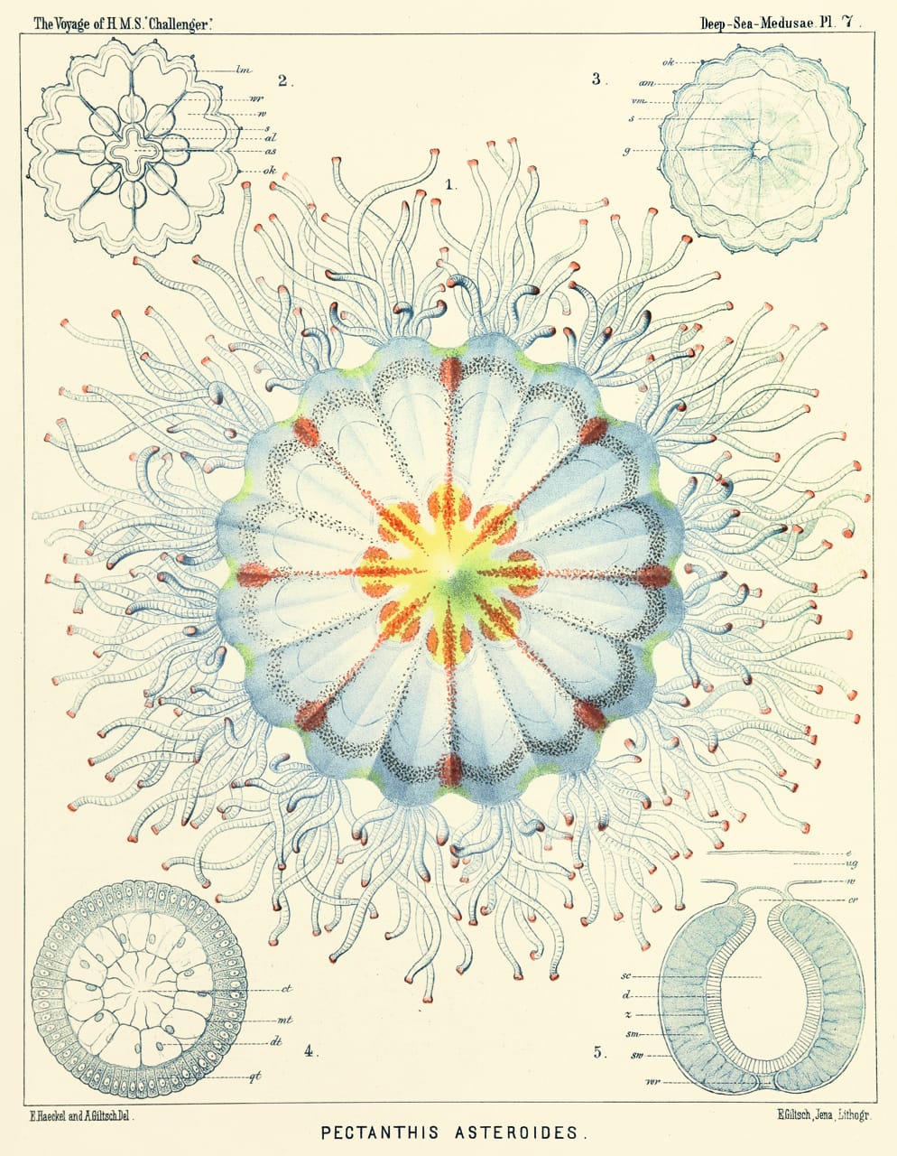 Art Forms from the Abyss: Ernst Haeckel's Images From The HMS Challenger Expedition