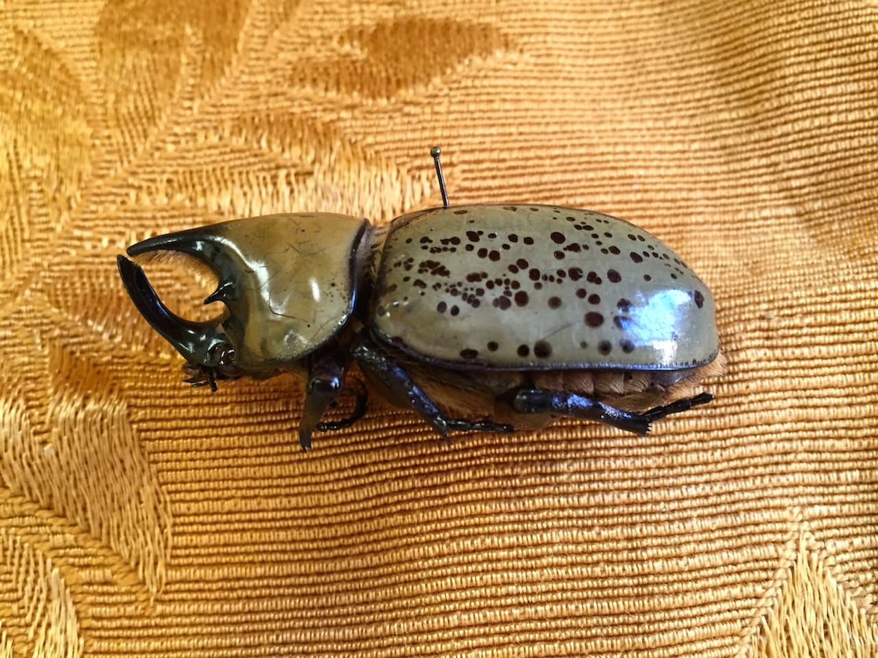 The Clergy and the Academy’s Collections