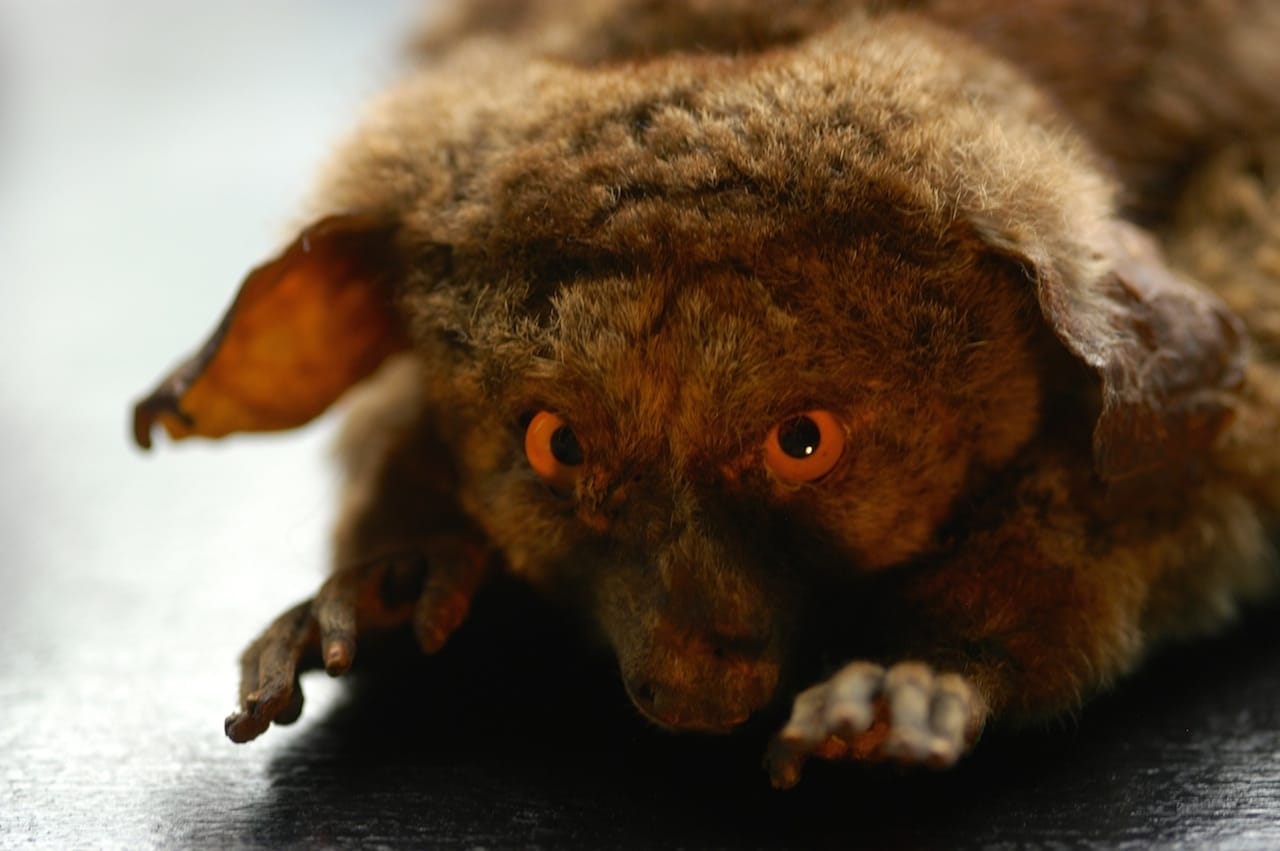 The Clergy and the Academy’s Collections