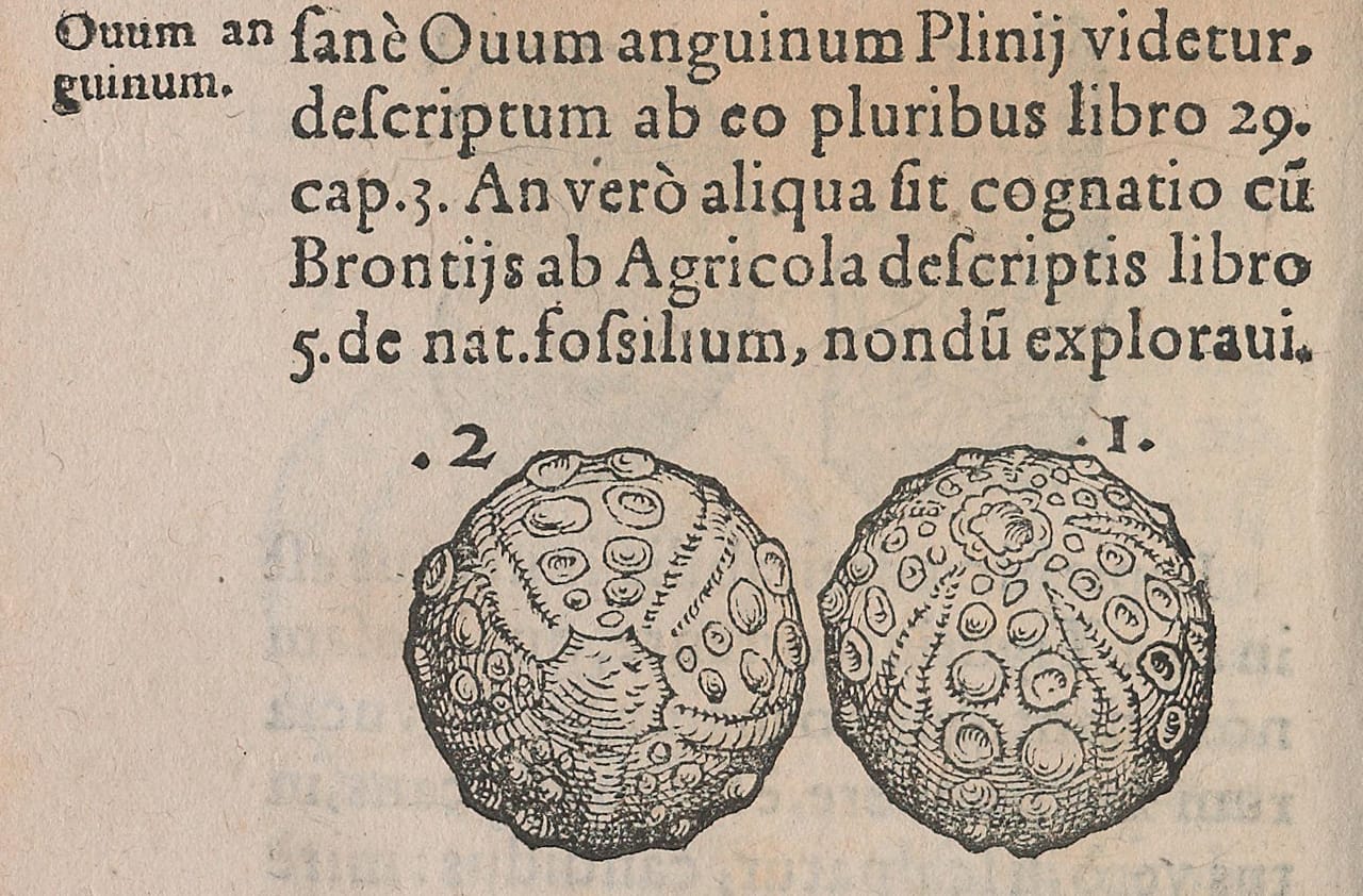 Woodblock illustration from Conrad Gessner's 'De Rerum Fossilium Lapidum et Gemmarum Maxime, Figuris et Similitudinibus Liber' (1565)