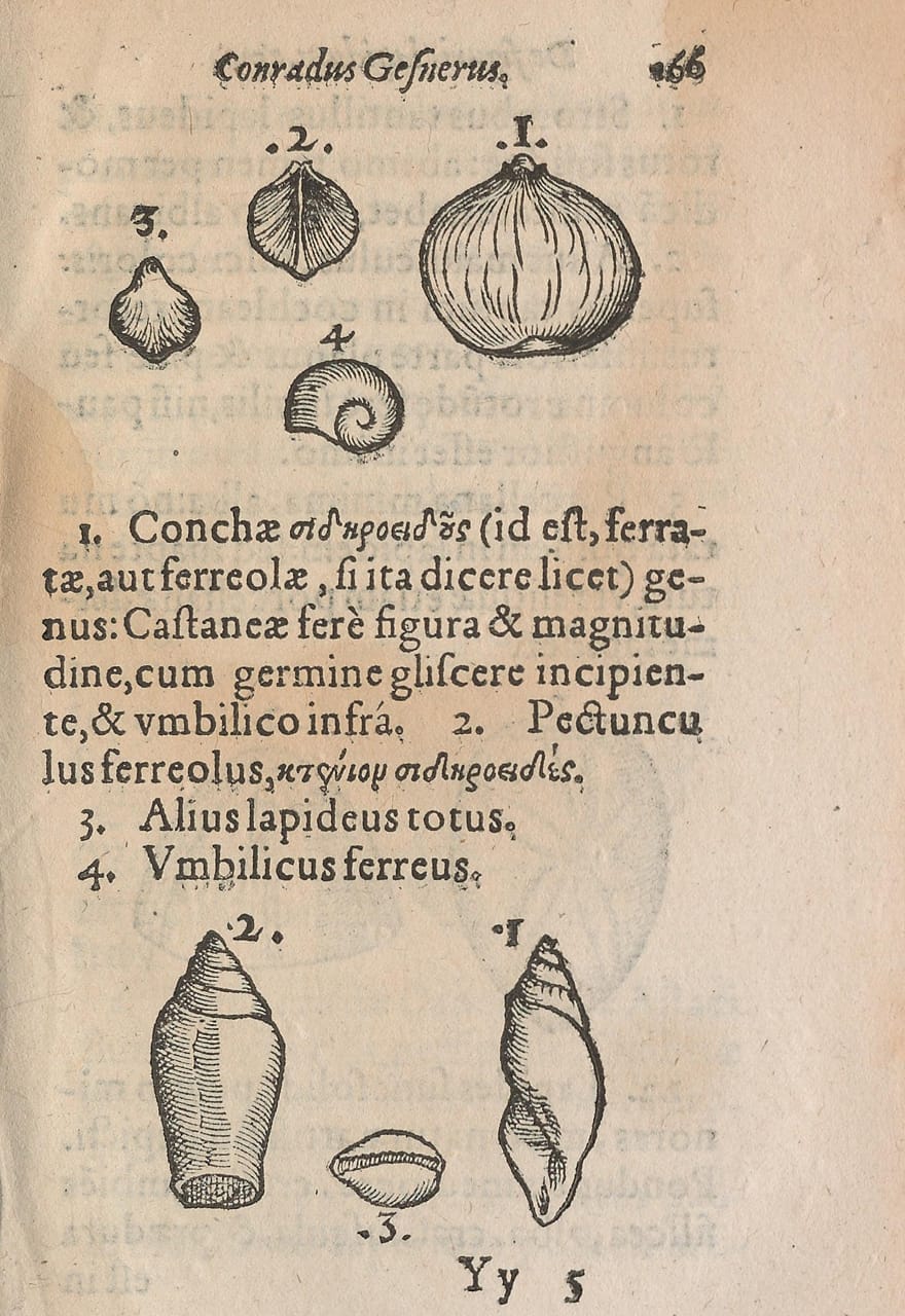 Woodblock illustration from Conrad Gessner's 'De Rerum Fossilium Lapidum et Gemmarum Maxime, Figuris et Similitudinibus Liber' (1565)