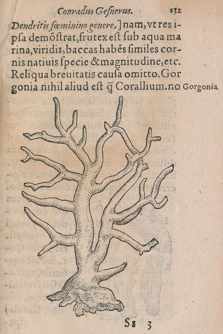 Woodblock illustration from Conrad Gessner's 'De Rerum Fossilium Lapidum et Gemmarum Maxime, Figuris et Similitudinibus Liber' (1565)
