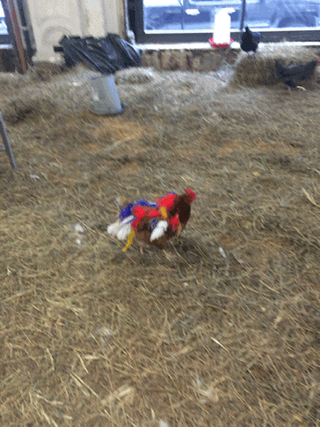 Laura Lima, "Gala Chickens and Ball" (2015). A Performa Commission. (animated gif by author for Hyperallergic)