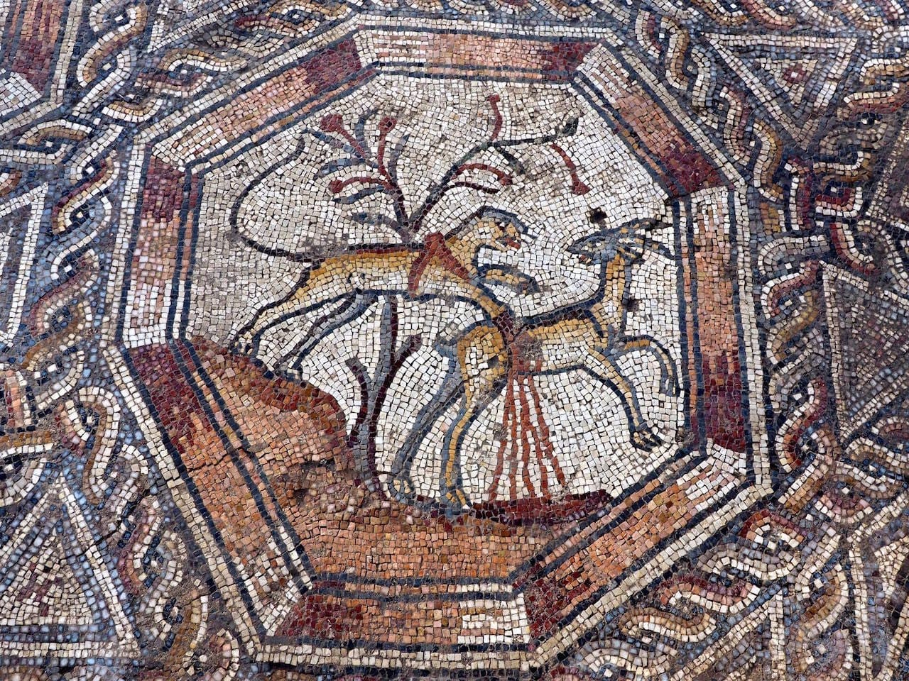 (photo by Assaf Peretz)