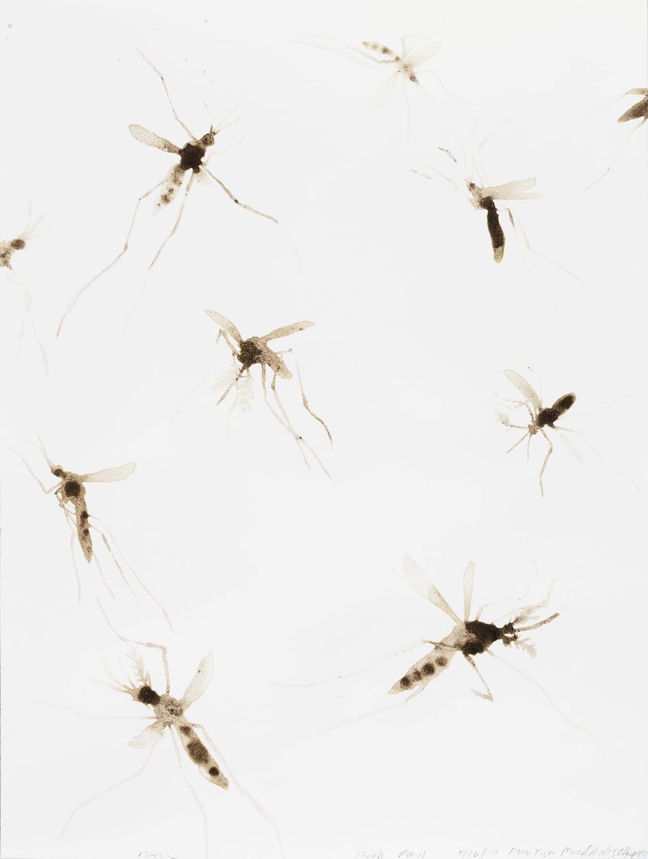 Asian Tiger Mosquitoe12x16