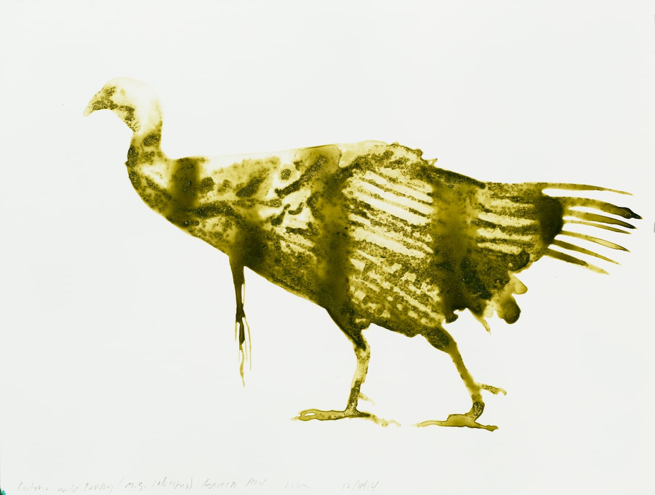 eastern wild turkey12x16