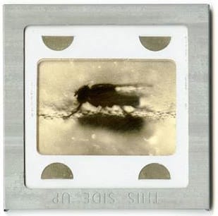 Simone Forti, On an Iron (via )