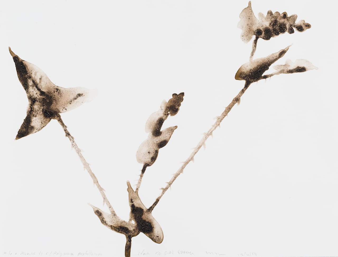 Alexis Rockmam, "Mile-a-Minute Vine (Polygonum perforliatum) from Marsh House (2014) (courtesy of the artist and The Drawing Room, East Hampton)