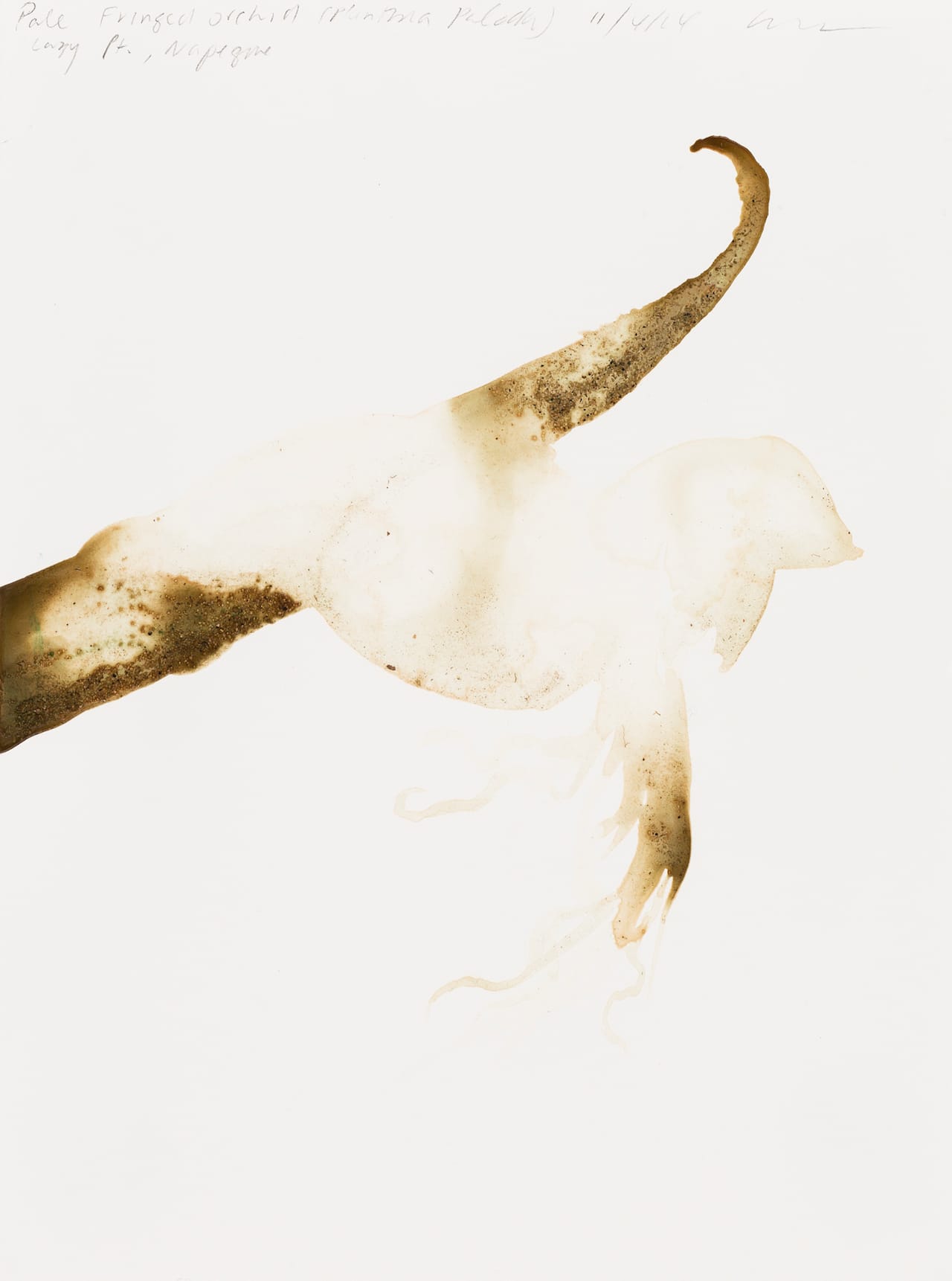 Alexis Rockman, "Pale Fringed Orchid (Platanthera pallida)" (2014) from Lazy Point (courtesy Baldwin Gallery, Aspen) 