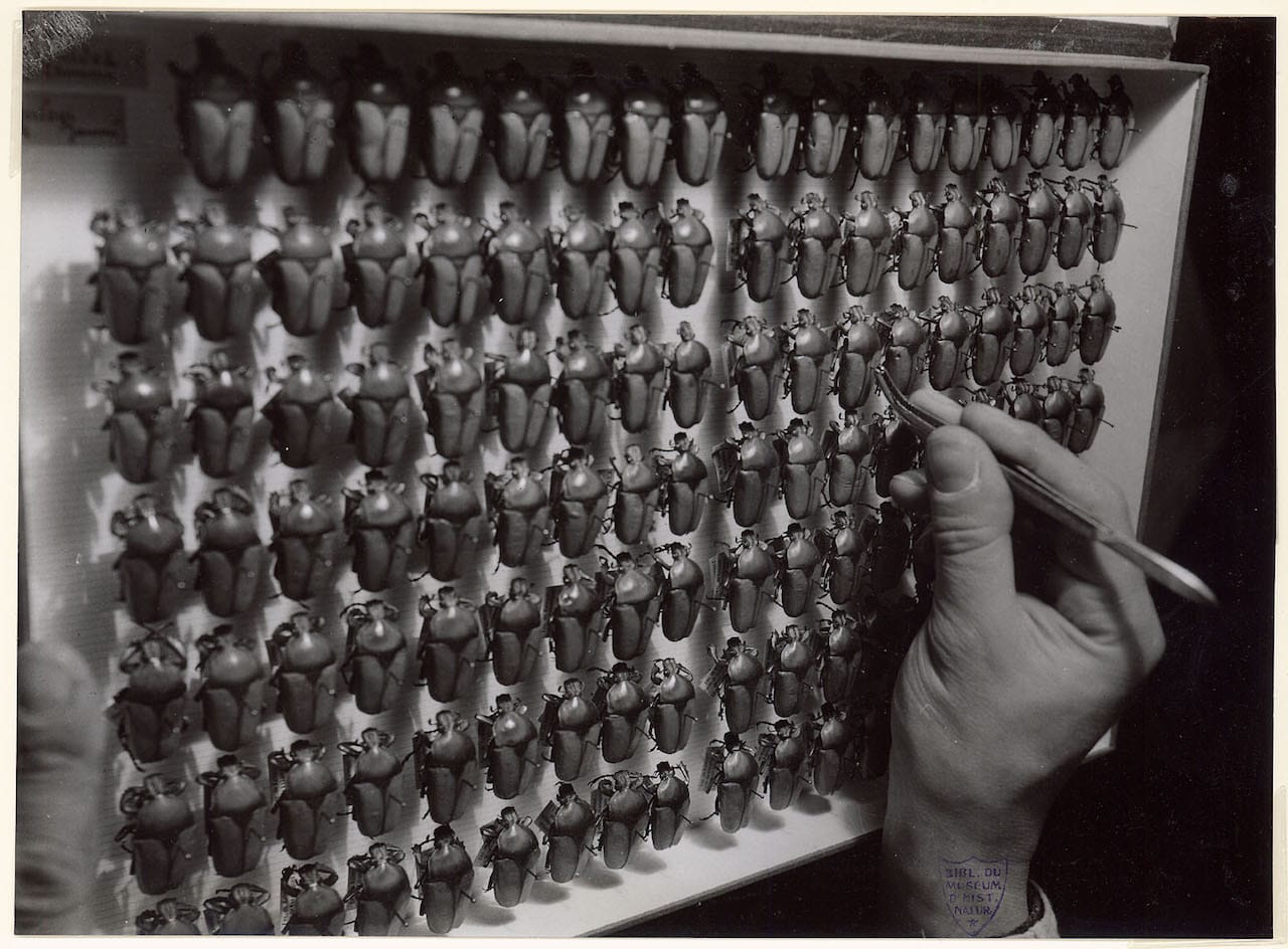 Collection box : Neptudines (beetles), Laboratoire d’entomologie (entomology laboratory) (1942 or 1943) (© Atelier Robert Doisneau)