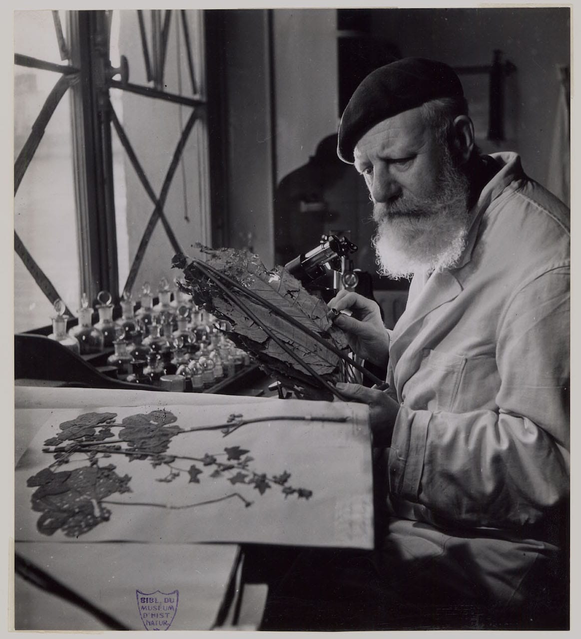 André Guillaumin, a professor in the Laboratoire de culture (culture laboratory) (1942 or 1943) (© Atelier Robert Doisneau)