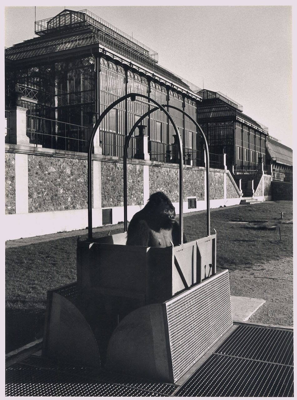 "A gorilla in an elevator," at the Zoothèque, Laboratoire Mammifères et oiseaux (laboratory of mammals and birds) (1990) (© Atelier Robert Doisneau)