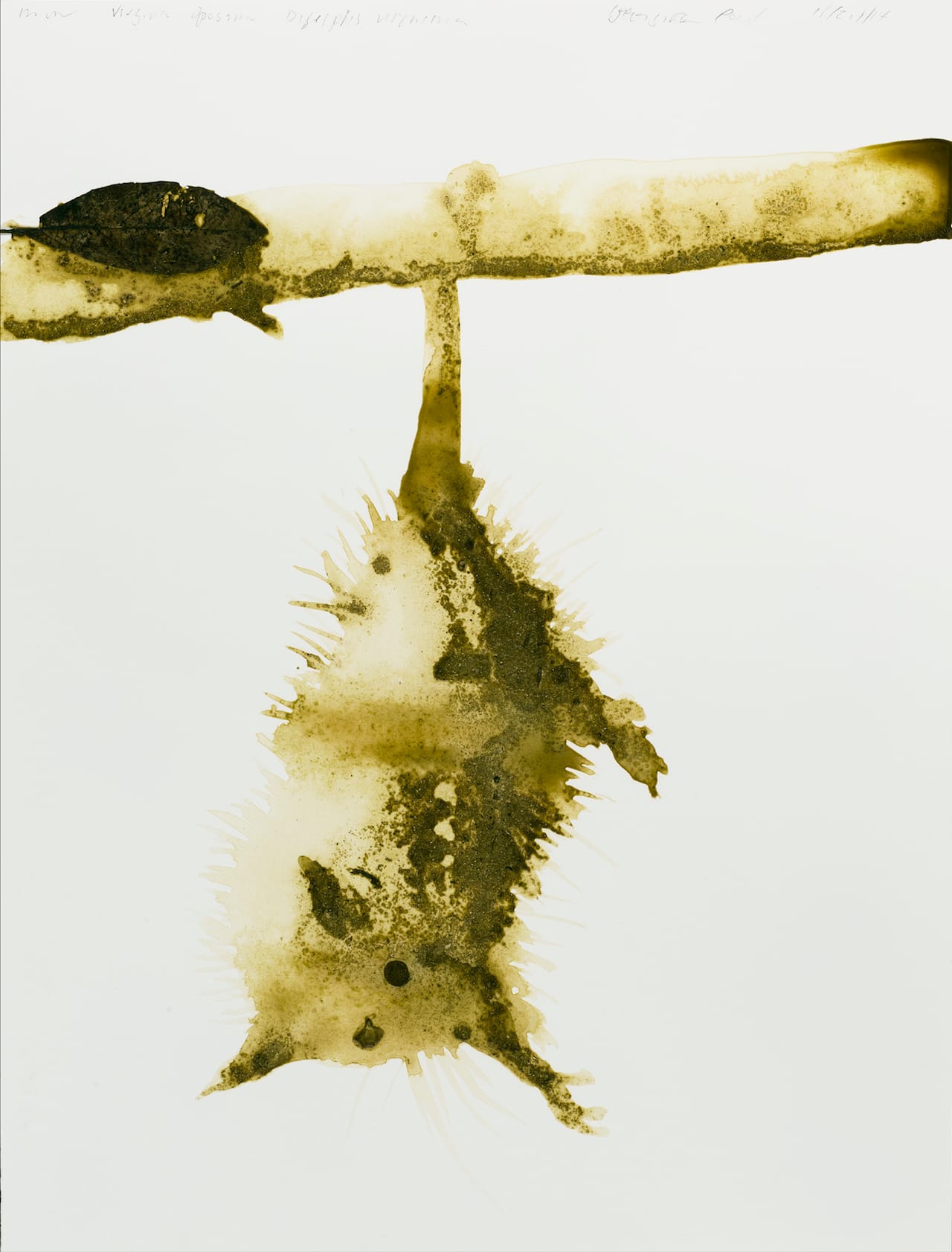 Virginia Opossum12x16