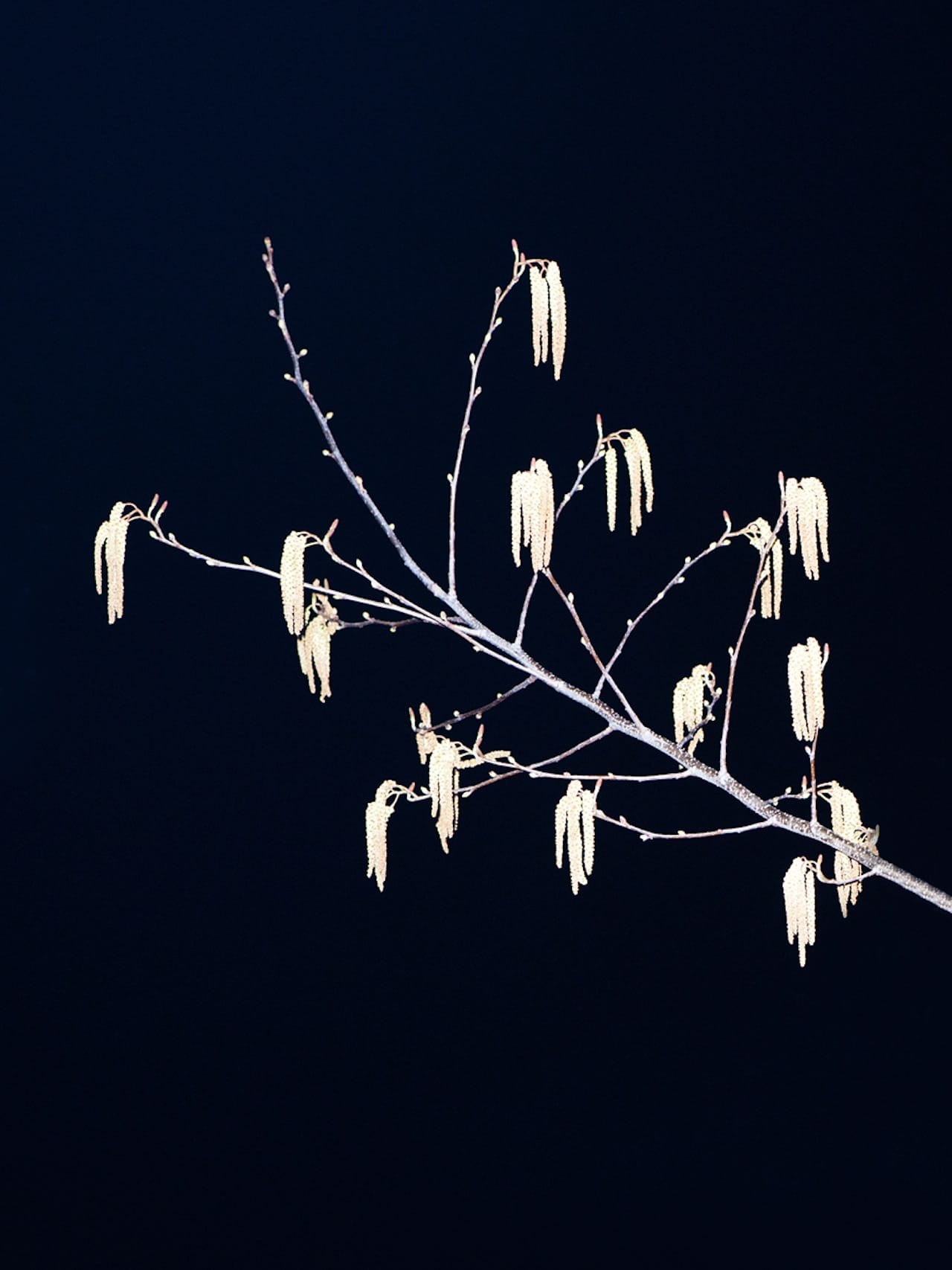 Maurice van Es, "The Past is a Strange Place" (2010–present)