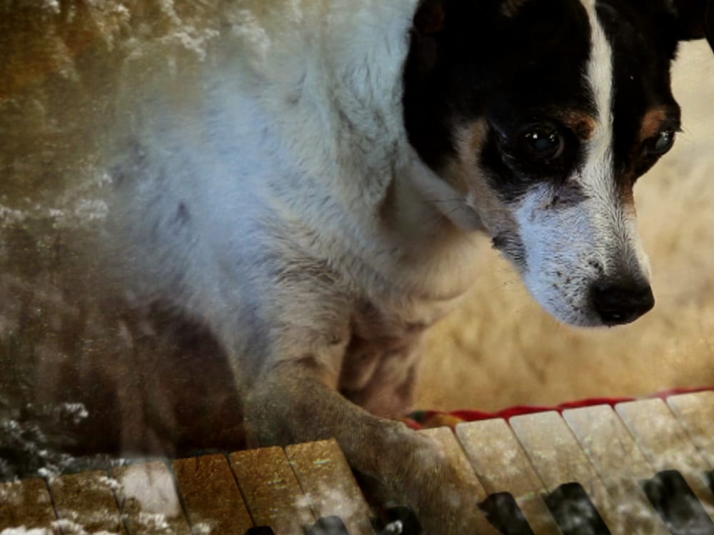 Laurie Anderson, "Heart of a Dog" (2015) (via cinefamily.org)