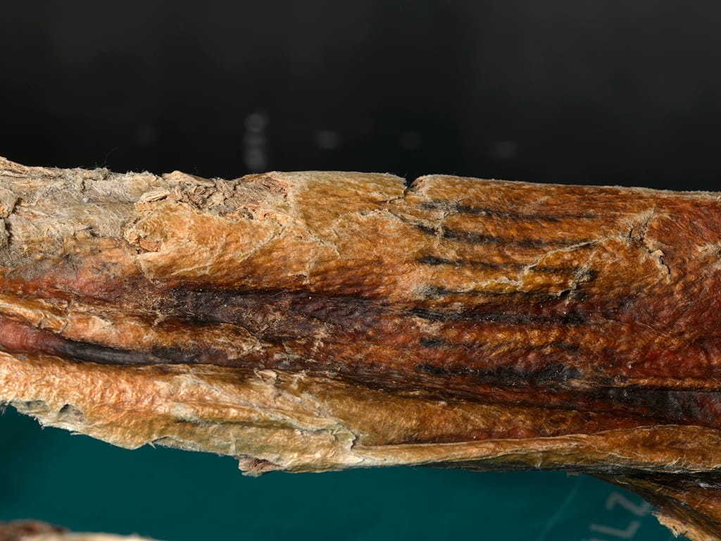 Detail of one of Ötzi's tattoos (© South Tyrol Museum of Archaeology/EURAC/Samadelli/Staschitz)