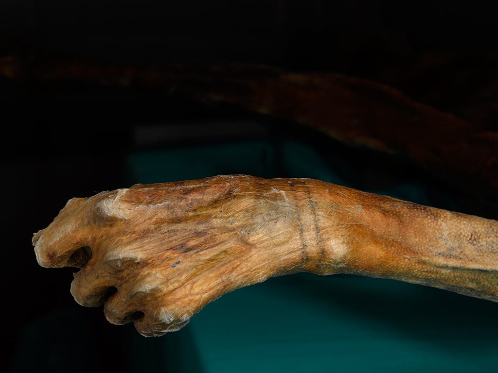 Detail of a wrist tattoo on Otzi the Iceman