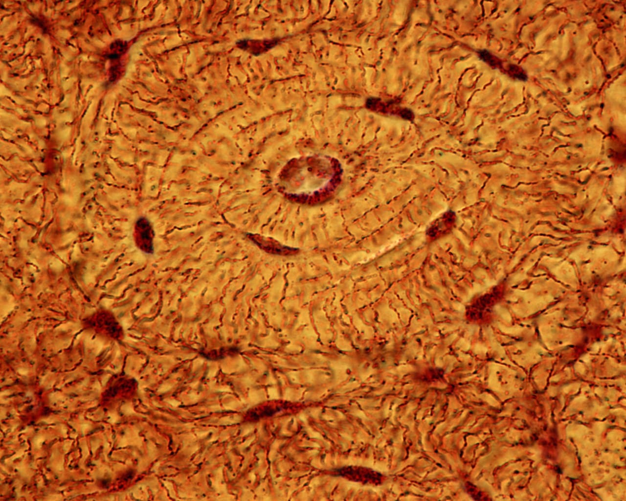 P 175 A Light mcrograph of an osteon unit of bone