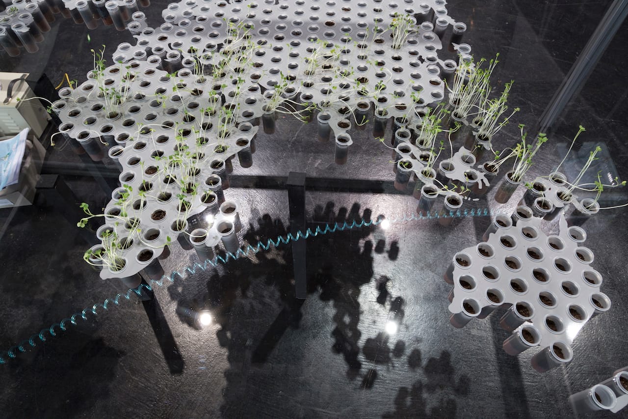 Stephanie_Rothenberg_ZKM_Garden_Virtual_Kinship_5