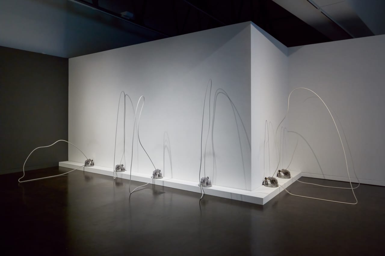 1-Palo Salvagione_CJM