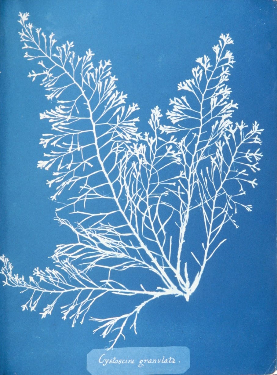 Page from 'Photographs of British Algae' (1843) by Anna Atkins