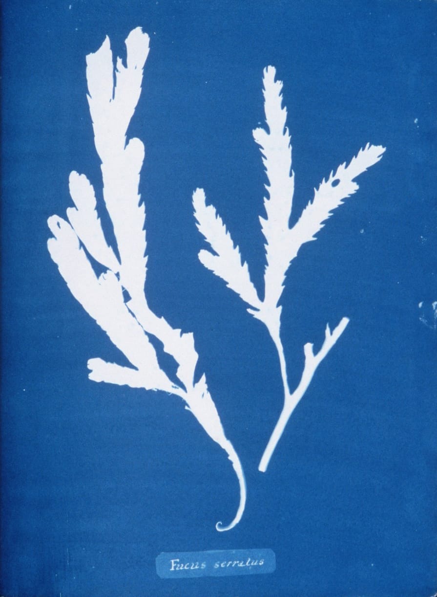 Page from 'Photographs of British Algae' (1843) by Anna Atkins