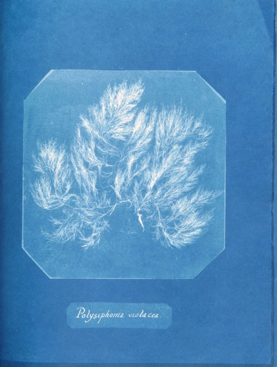 Page from 'Photographs of British Algae' (1843) by Anna Atkins