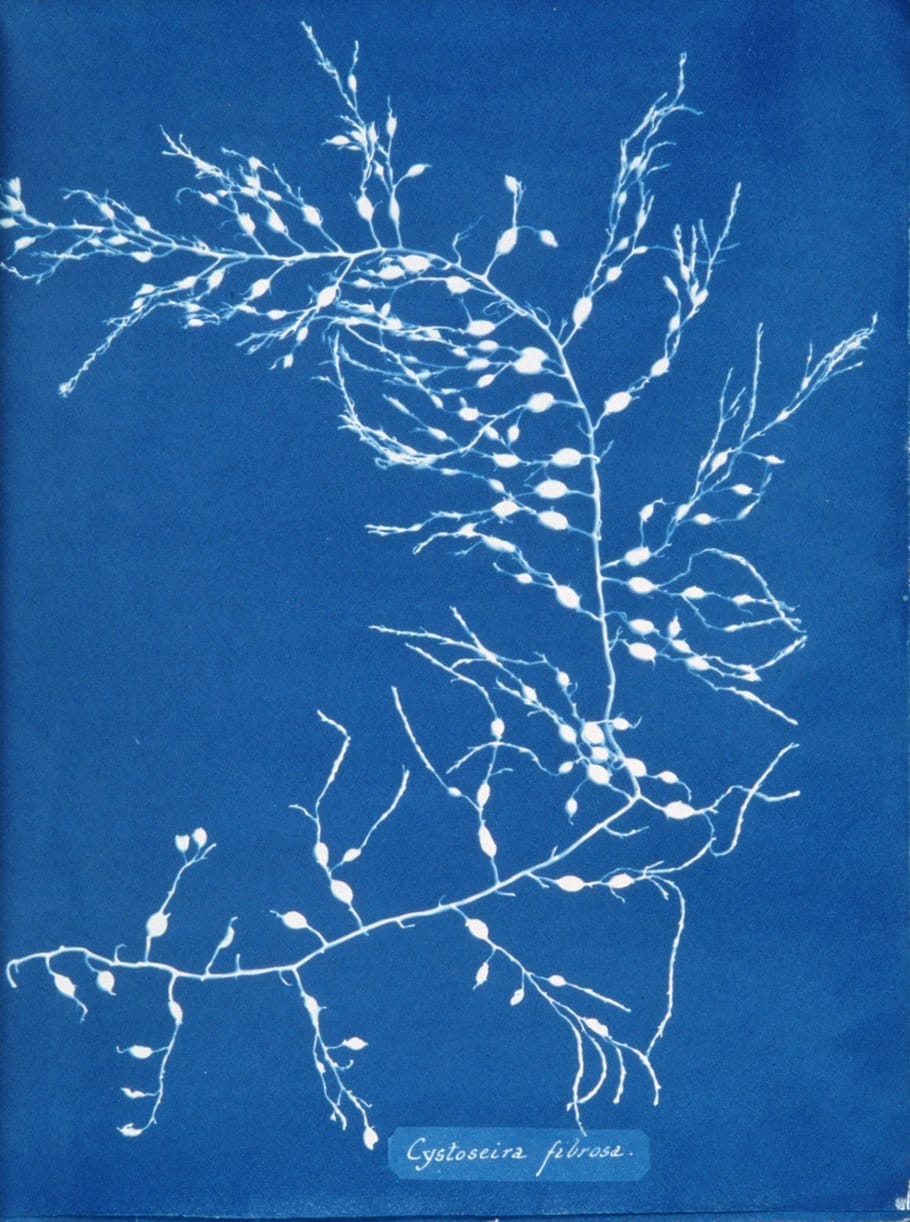 Page from 'Photographs of British Algae' (1843) by Anna Atkins