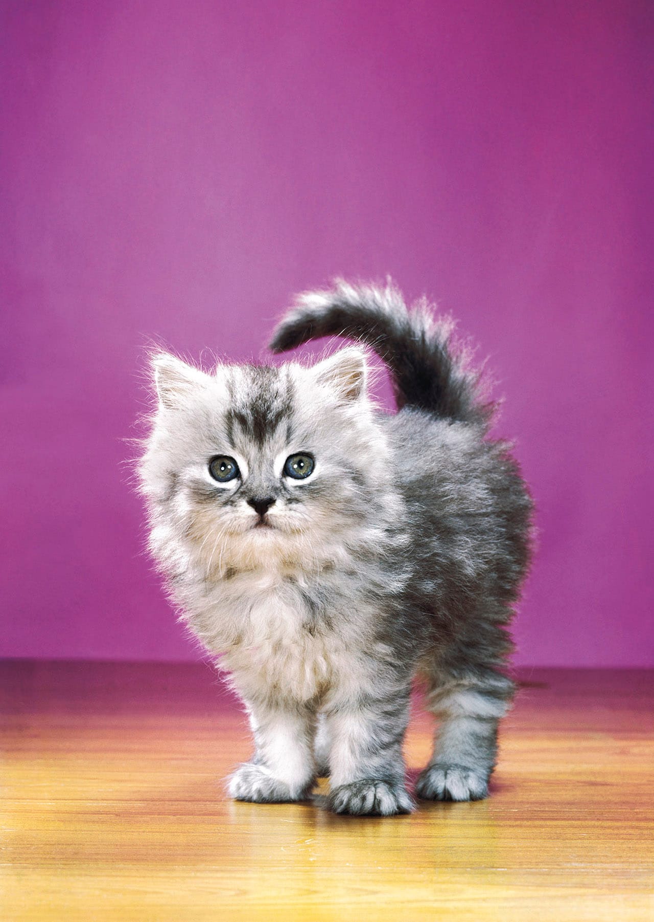 Photograph from Walter Chandoha: The Cat Photographer (Aperture, 2015)