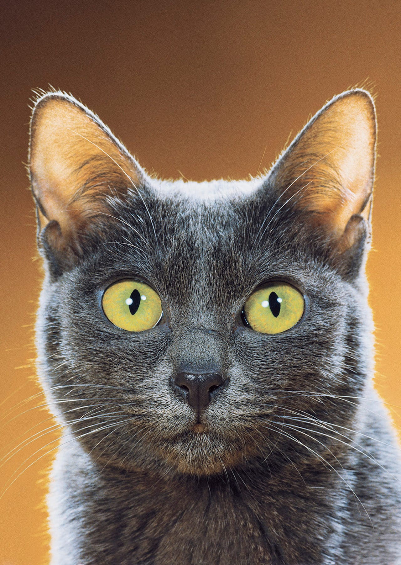 Photograph from Walter Chandoha: The Cat Photographer (Aperture, 2015)