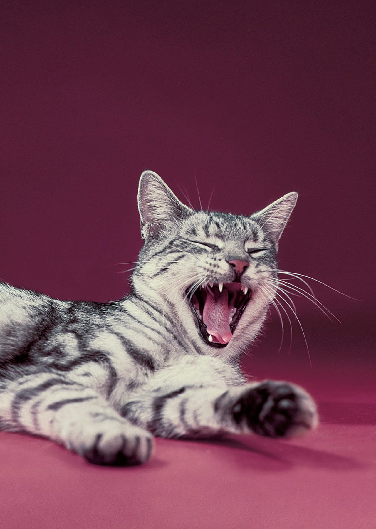 Photograph from Walter Chandoha: The Cat Photographer (Aperture, 2015)