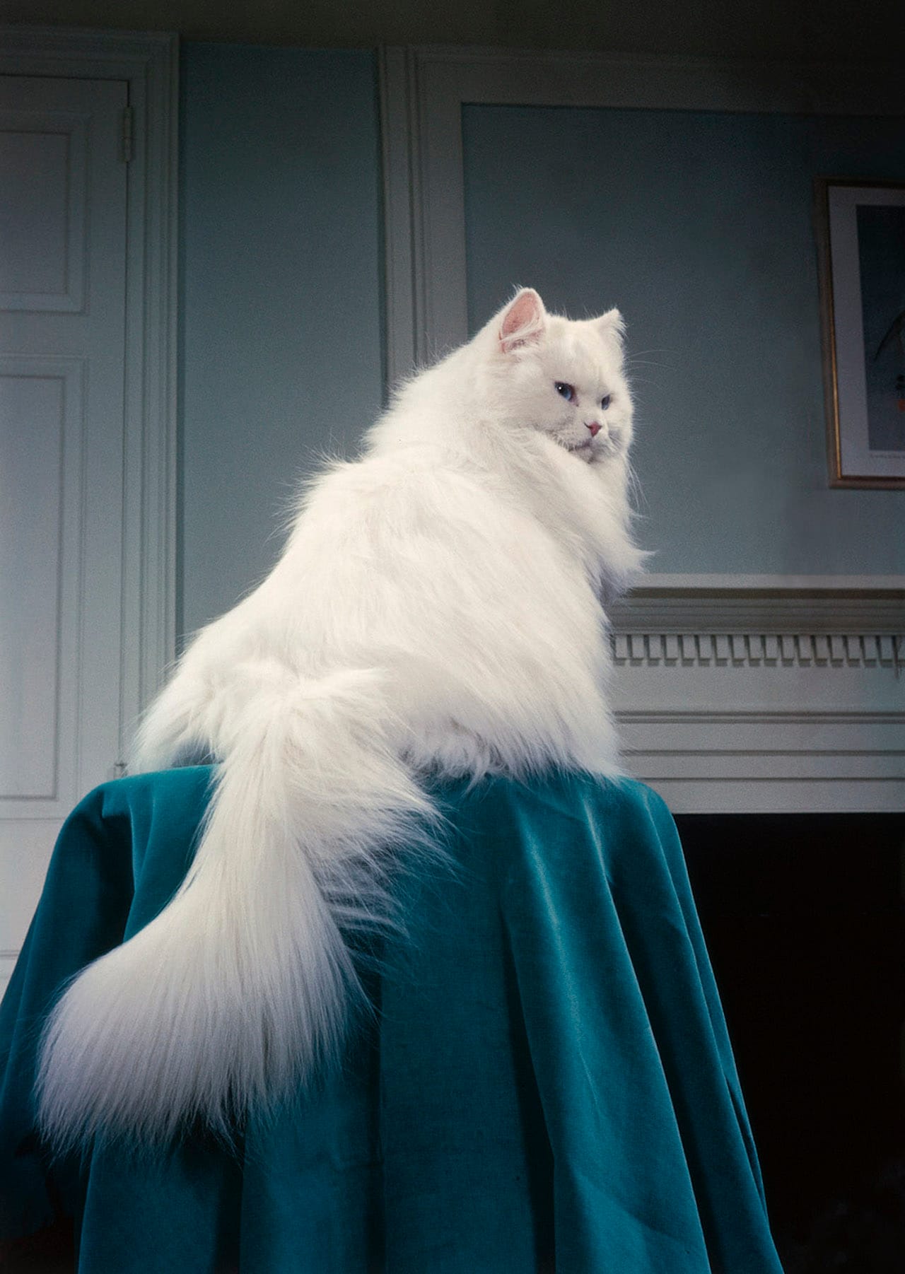 Photograph from Walter Chandoha: The Cat Photographer (Aperture, 2015)