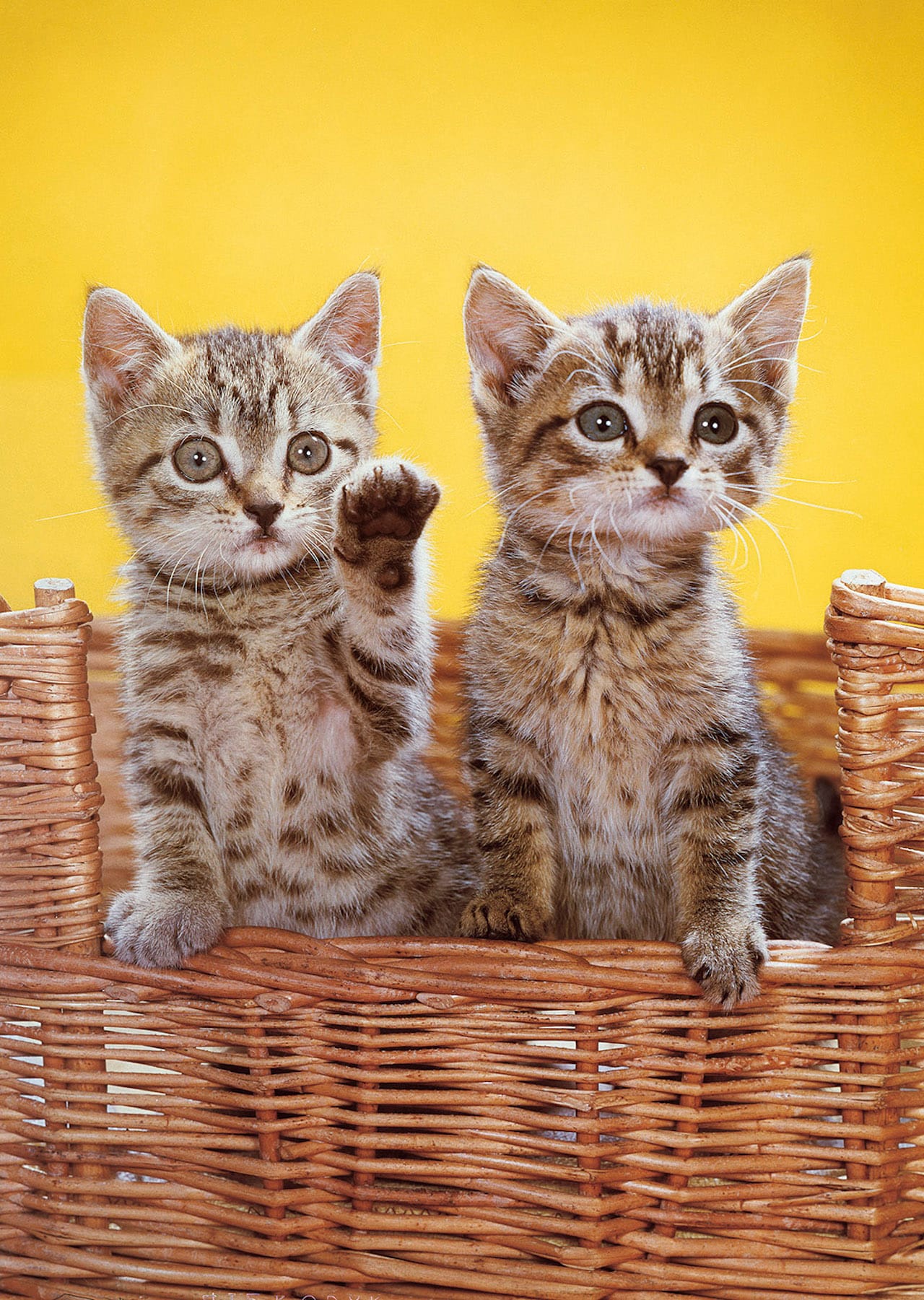 Photograph from Walter Chandoha: The Cat Photographer (Aperture, 2015)