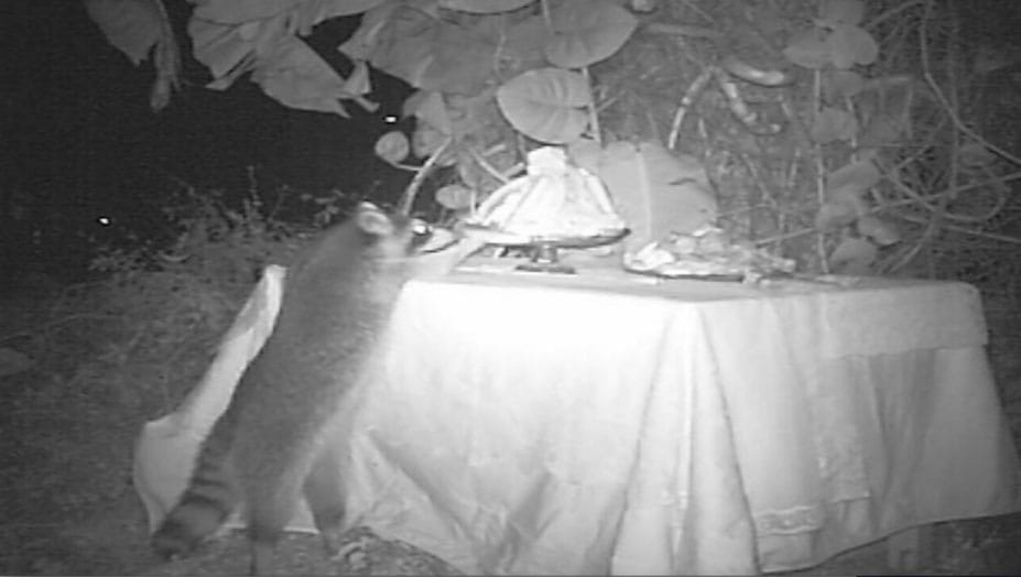 Dana Sherwood at Denny Gallery