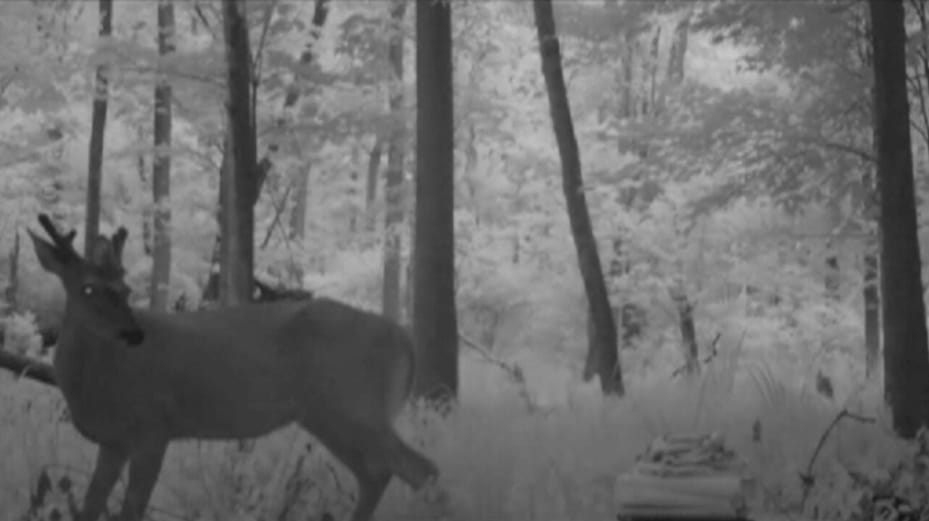 Dana Sherwood at Denny Gallery