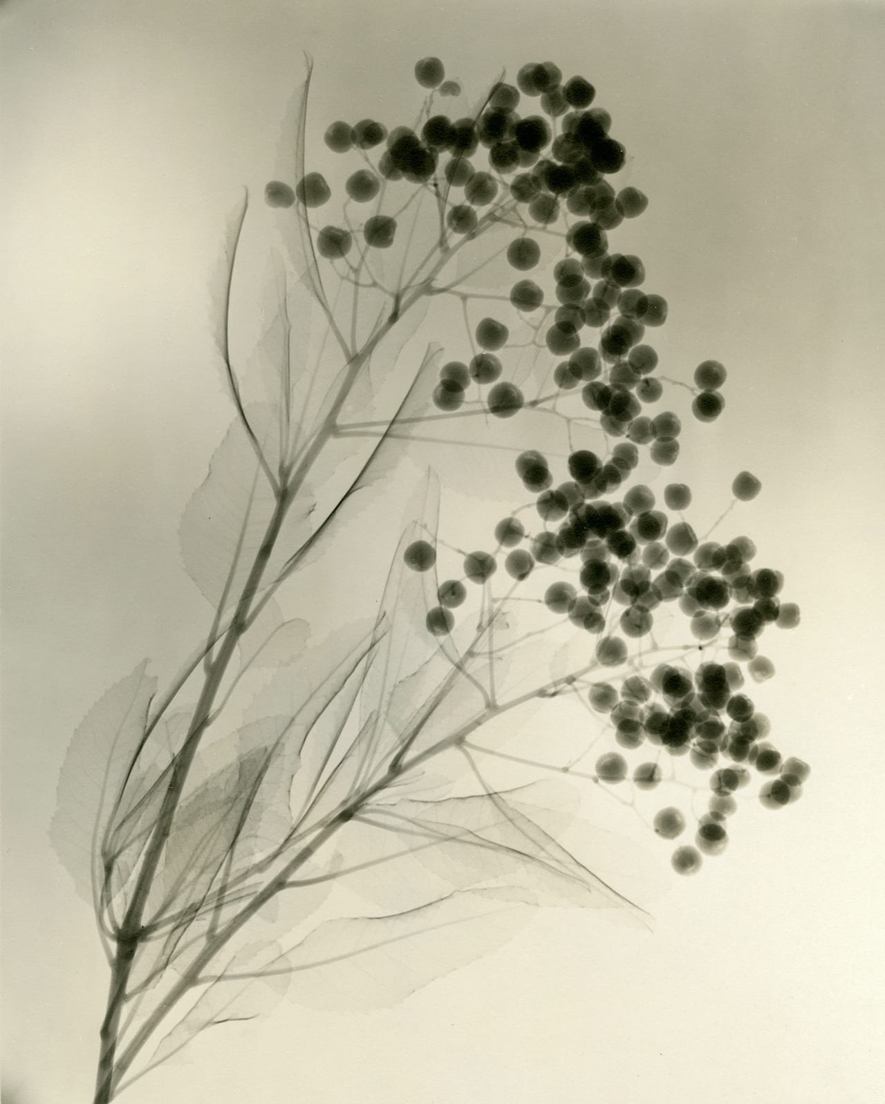 Dr. Dain L. Tasker, California Holly, 1937