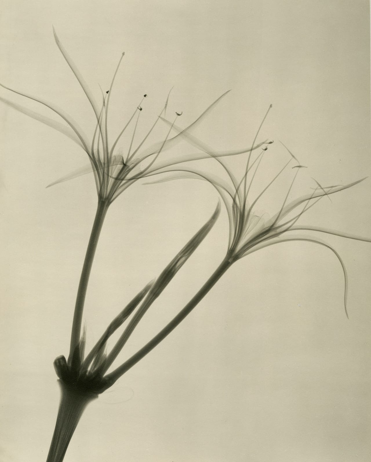 Dr. Dain L. Tasker, Peruvian Daffodil, 1938