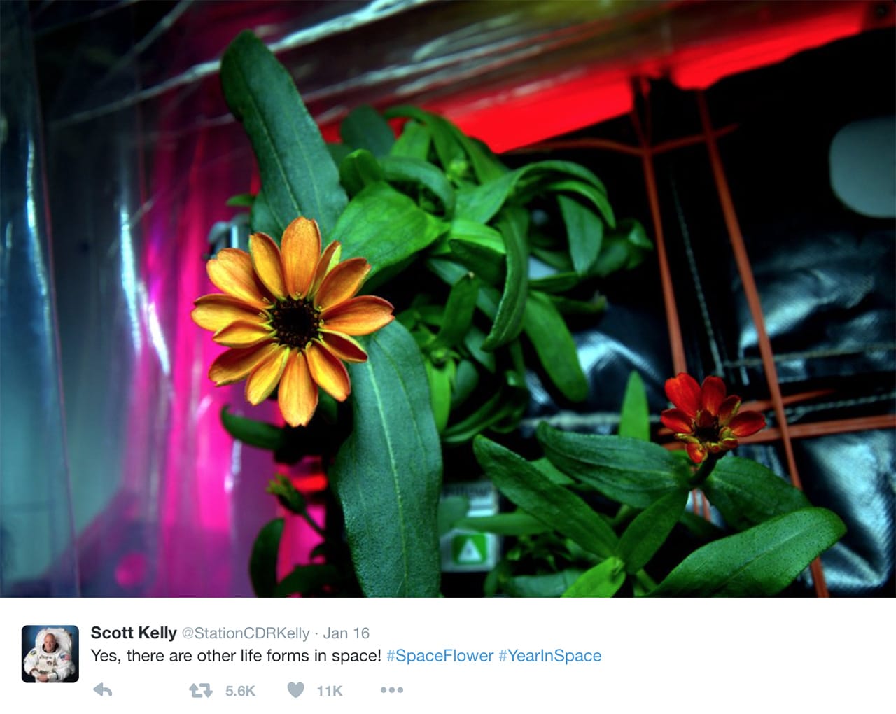 Astronaut Scott Kelly grew the first flower in space. Here you are. (via @StationCDRKelly)