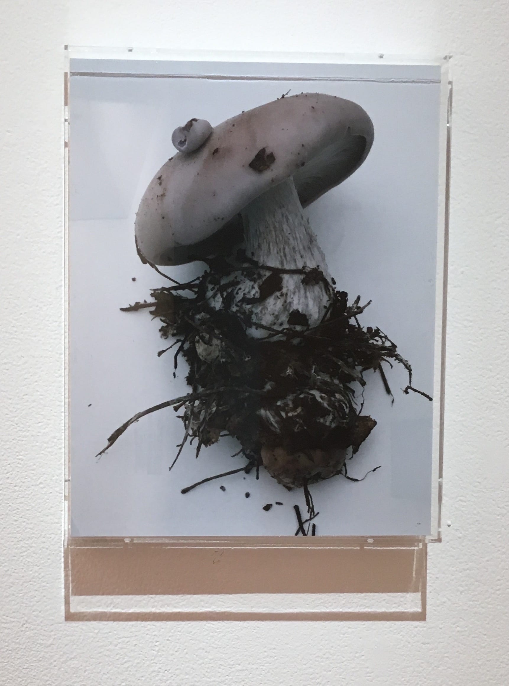 Takashi Homma, "Mushrooms from the forest " (2011), Lambda print