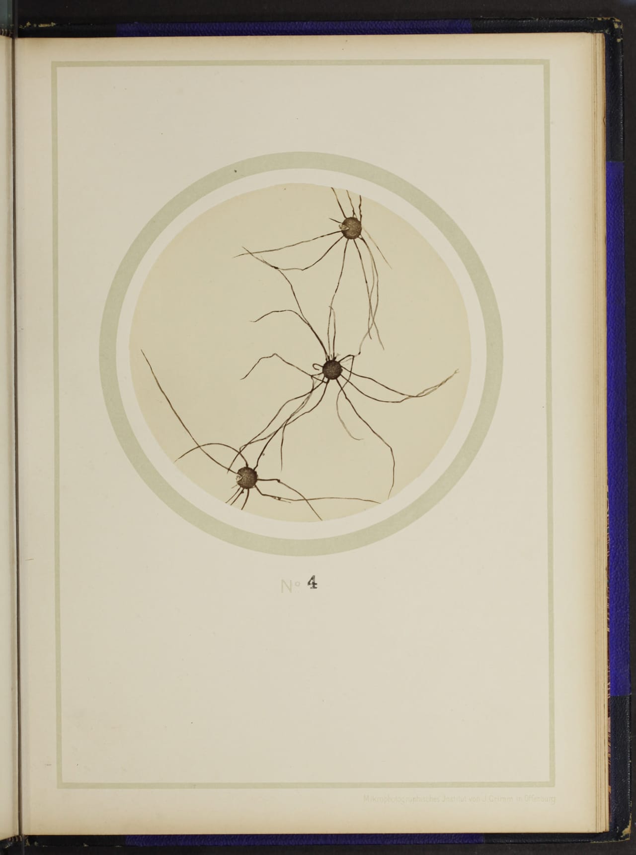 From the 1898 German text on plant anatomy, "Mikro-photographien nach botanischen Präparaten"