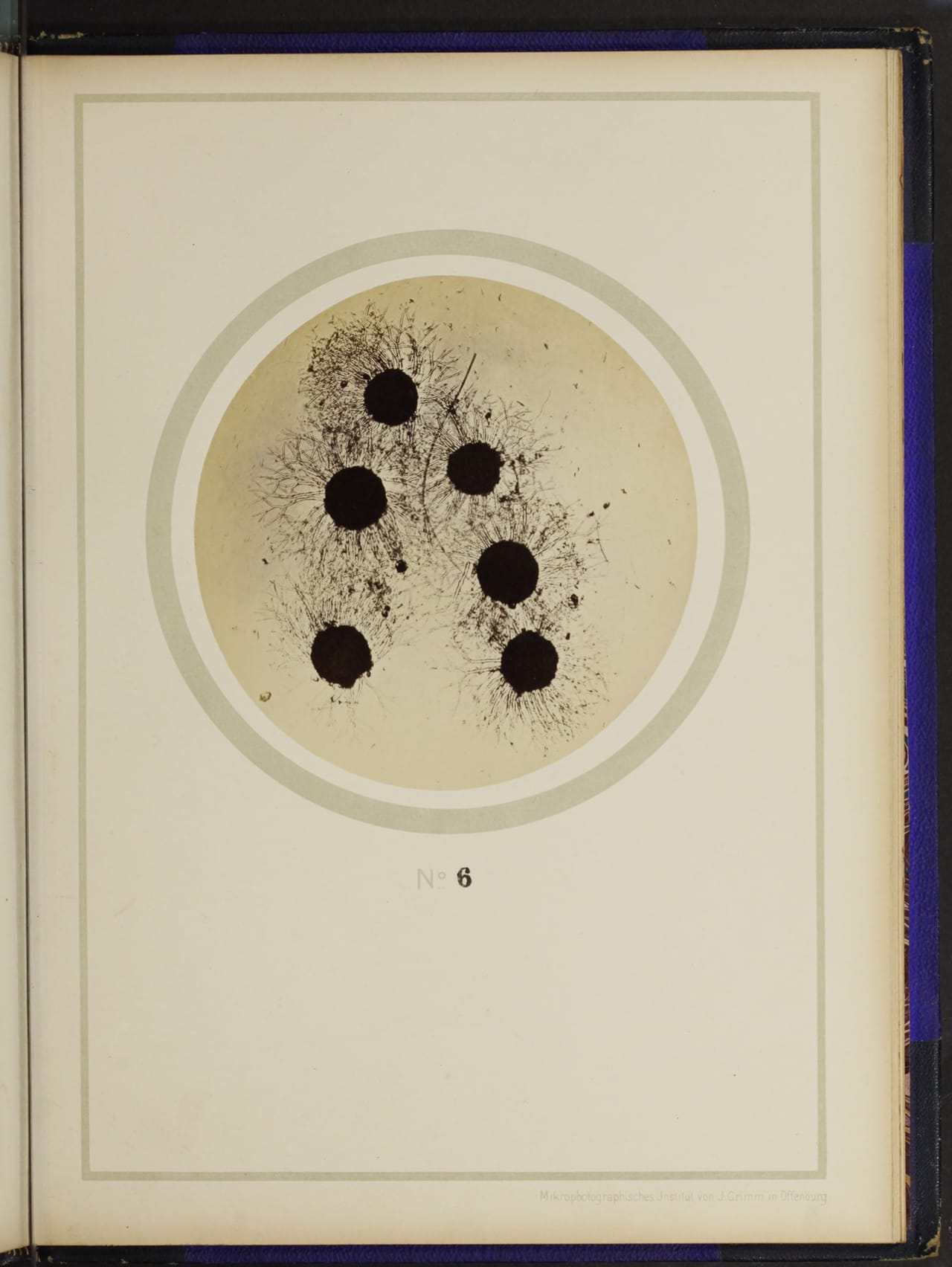 From the 1898 German text on plant anatomy, "Mikro-photographien nach botanischen Präparaten"