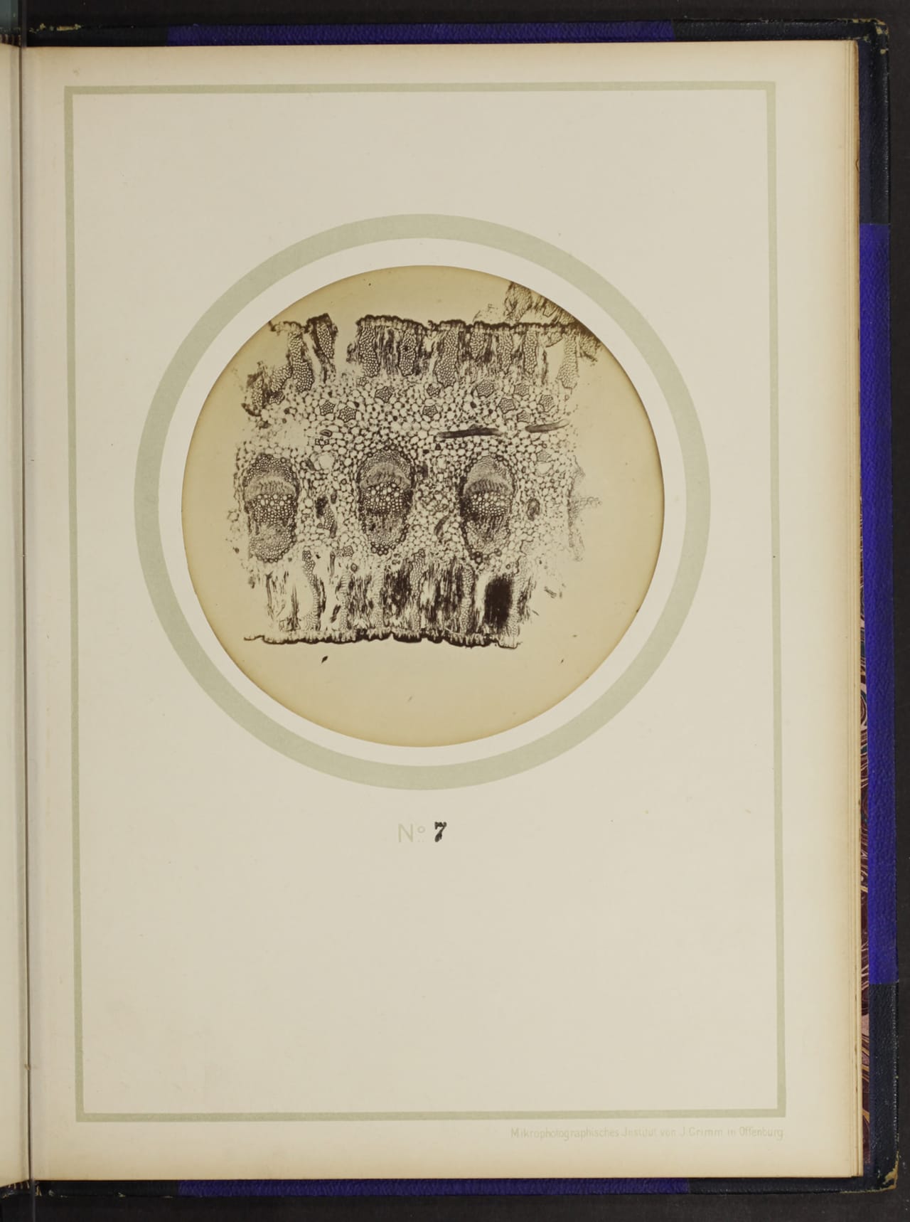 From the 1898 German text on plant anatomy, "Mikro-photographien nach botanischen Präparaten"