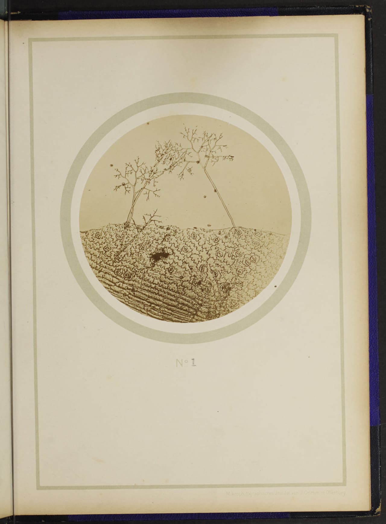 From the 1898 German text on plant anatomy, "Mikro-photographien nach botanischen Präparaten"