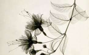 A Radiologist's X-Ray Photographs of Flowers from the 1930s A Radiologist's X-Ray Photographs of Flowers from the 1930s