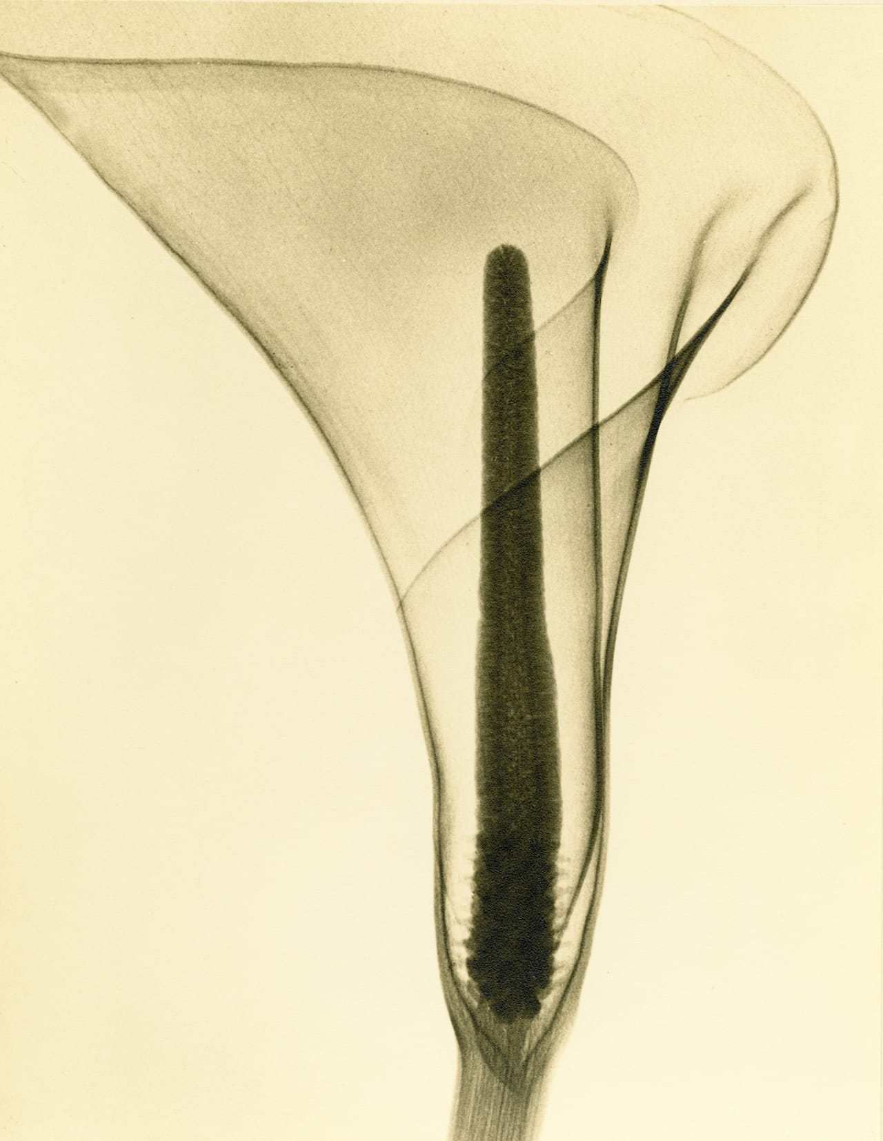 Tasker, X-ray of a Lily, c. 1930's