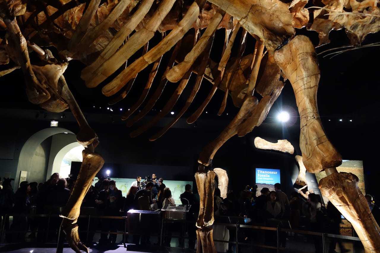The Titanosaur at the American Museum of Natural History