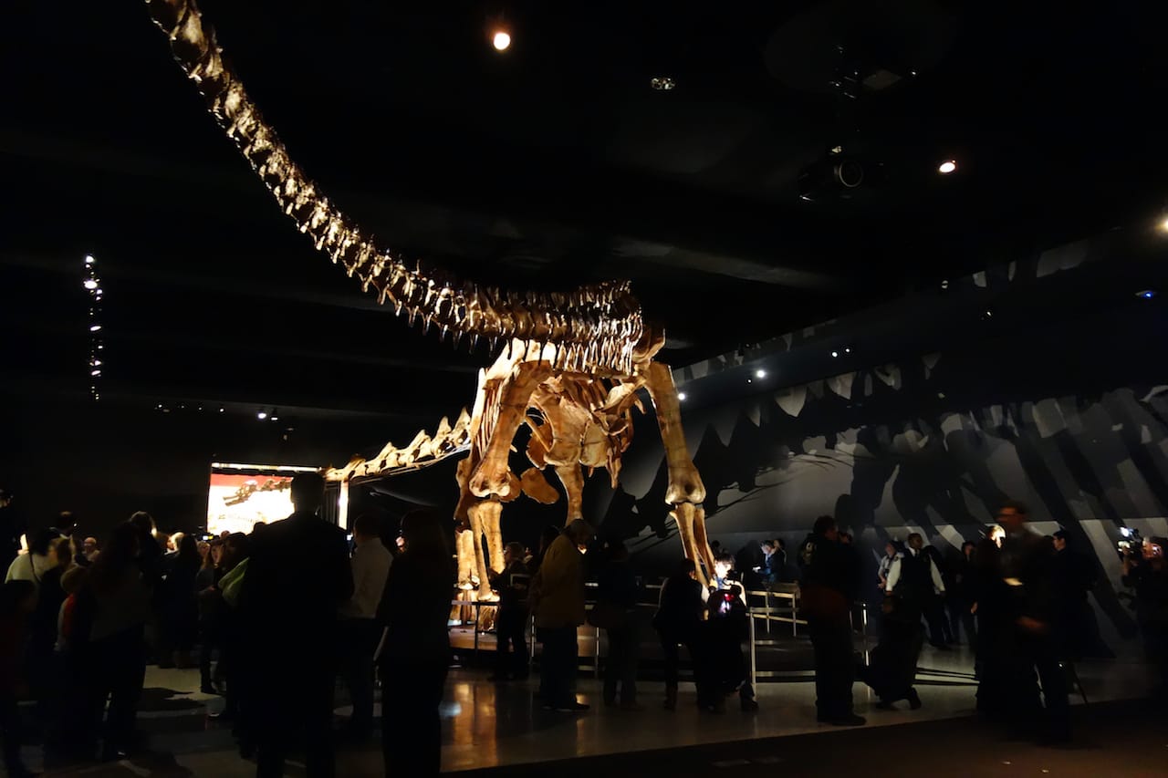 The Titanosaur at the American Museum of Natural History